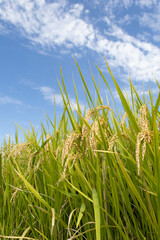 爽やかな秋空と収穫を待つ稲穂