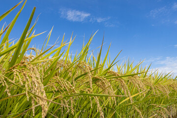 Naklejka premium 爽やかな秋空と収穫を待つ稲穂