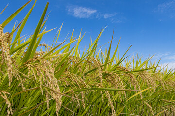爽やかな秋空と収穫を待つ稲穂