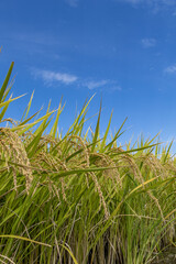 Naklejka premium 爽やかな秋空と収穫を待つ稲穂