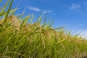 爽やかな秋空と収穫を待つ稲穂