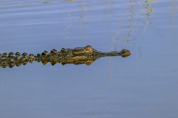 American alligator and reflection Lake Apopka Wildlife Drive, Apopka, Florida