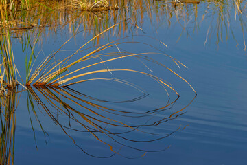 Obraz na płótnie Canvas Golden reeds reflecting on still water, Lake Apopka Wildlife Drive, Apopka, Florida