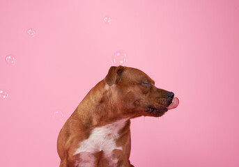 Staffordshire bull terrier plays with soap bubbles. Dog on a pink background