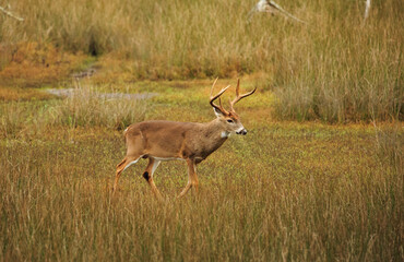 Obraz na płótnie Canvas USA, Georgia, Savannah. Buck in the marsh at Skidaway Island.