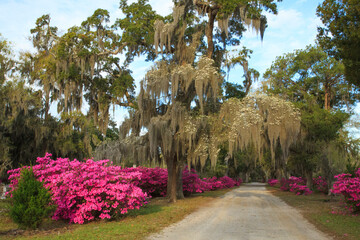 USA, Georgia, Savannah. Azaleas in bloom along drive at Bonaventure Cemetery. - obrazy, fototapety, plakaty