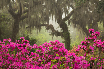 USA, Georgia, Savannah. Azaleas in bloom on foggy morning at Bonaventure Cemetery.