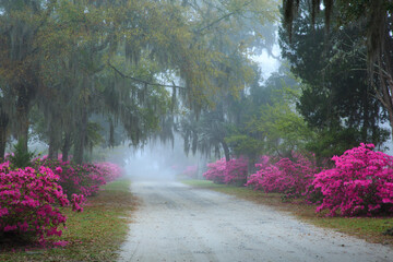 USA, Georgia, Savannah. Azaleas in bloom along drive on foggy morning at Bonaventure Cemetery.