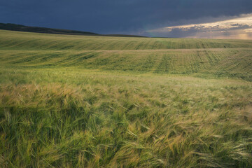 Wheat Fields, Snake River Plain, Idaho.