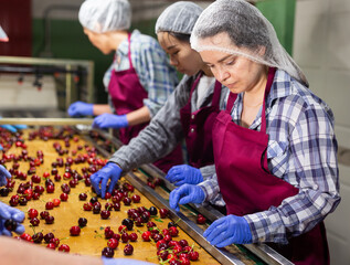 Group of warehouse workers sorting ripe cherry in fruit warehouse