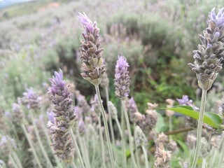 Obraz premium lavender field in region