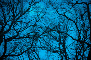 Detailed photo of branches. Gloomy background for Halloween. Woven branch silhouettes with a dramatic sky. Blue natural background. Magical forest.