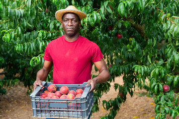 African-american man standing amongst trees in plantation and holding crate full of peaches in hands.