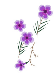 Flor violeta mexicana en fondo blanco 