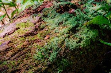 Mossy log, Whitewater Memorial State Park, Indiana, USA.