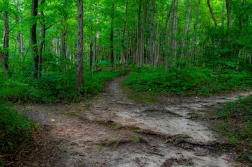 Forest path, Whitewater Memorial State Park, Indiana, USA.