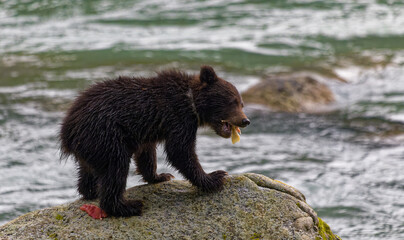 Obraz premium Cub Eating Salmon