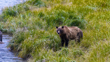 Collared Grizzly Sow