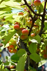 深山カイドウ（深山海棠）の実