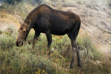Young moose on the of a mountain in Grand Teton National Park