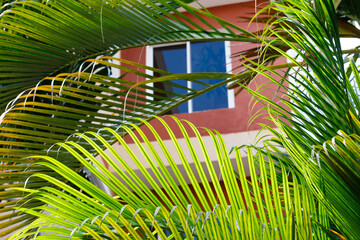 Exterior View of Tropical villa, modern architecture, and tropical plants.