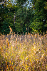 Backlit grass, Tippecanoe State Park, Indiana, USA.