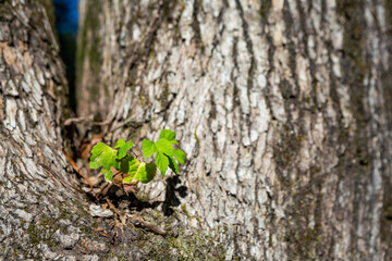 大木から出た小さな新芽
