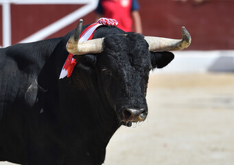 cabeza de un fuerte toro español