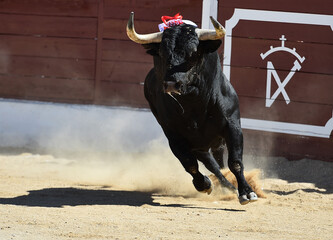 un gran toro negro con grandes cuernos en un tradicional espectaculo de toreo en espa&ntilde;a