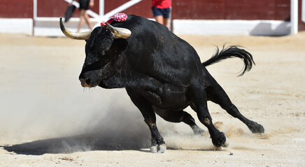 un gran toro negro con grandes cuernos en un tradicional espectaculo de toreo en espa&ntilde;a