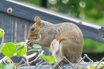 squirrel eating nut