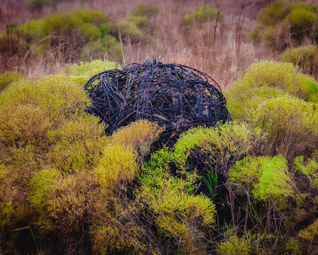 Barbed Wire Ball, Ball Of Barbed Wire