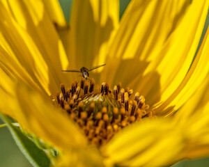 Fly in sunflower