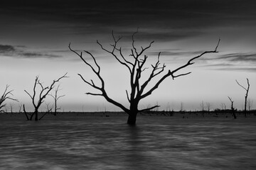 Dead trees in the lake