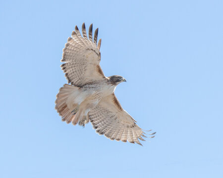 Redtail hawk soaring
