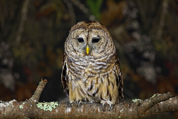 Barred owl, Kentucky
