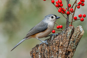 Tufted titmouse and red berries, Kentucky