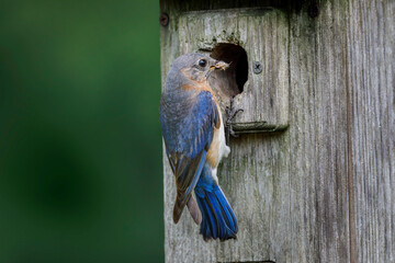 Fototapeta premium Female Eastern bluebird, on front of nest box Kentucky
