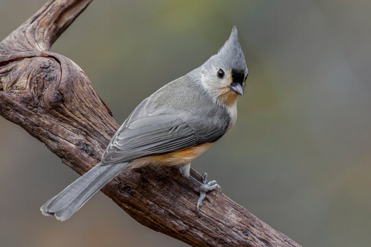 Tufted Titmouse, Kentucky