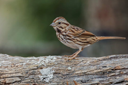 Song sparrow, Kentucky