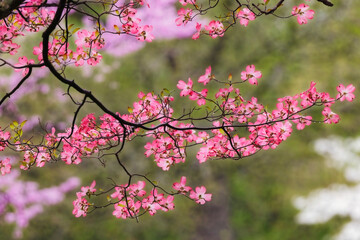 Soft focus view of pink flowering dogwood tree branch, Kentucky
