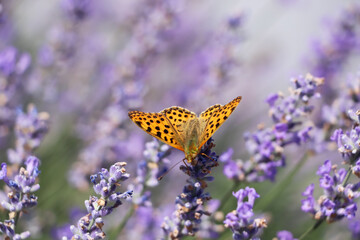 Beautiful butterfly in lavender field on sunny day, closeup