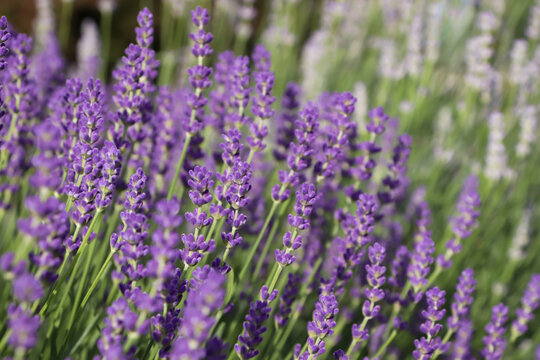 Beautiful blooming lavender plants in field on sunny day, closeup © New Africa