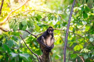 beautiful portrait of monkey at peruvian jungle