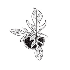 philodendron vector line art 