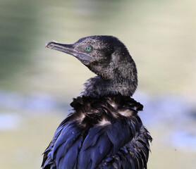 Close up portrait of a little black cormorant bird