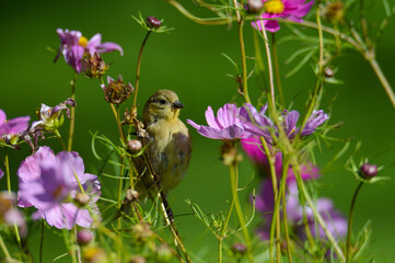 Goldfinch on a flowering branch