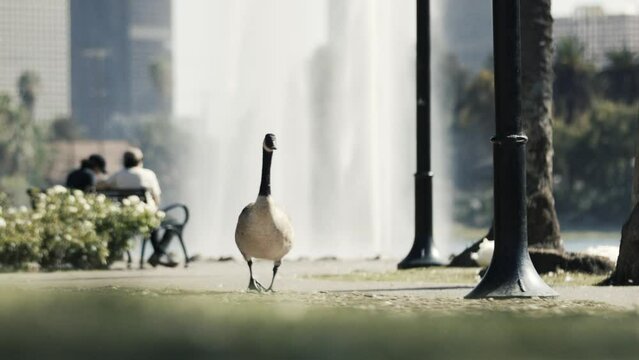 Goose Walking in Echo Park