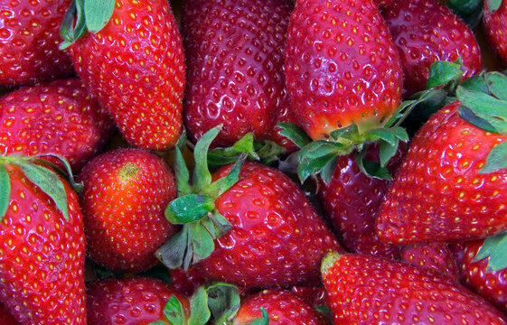 Fresh red strawberries in sharp focus with green leaves. 