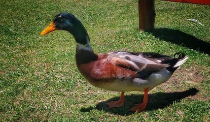 duck on the grass